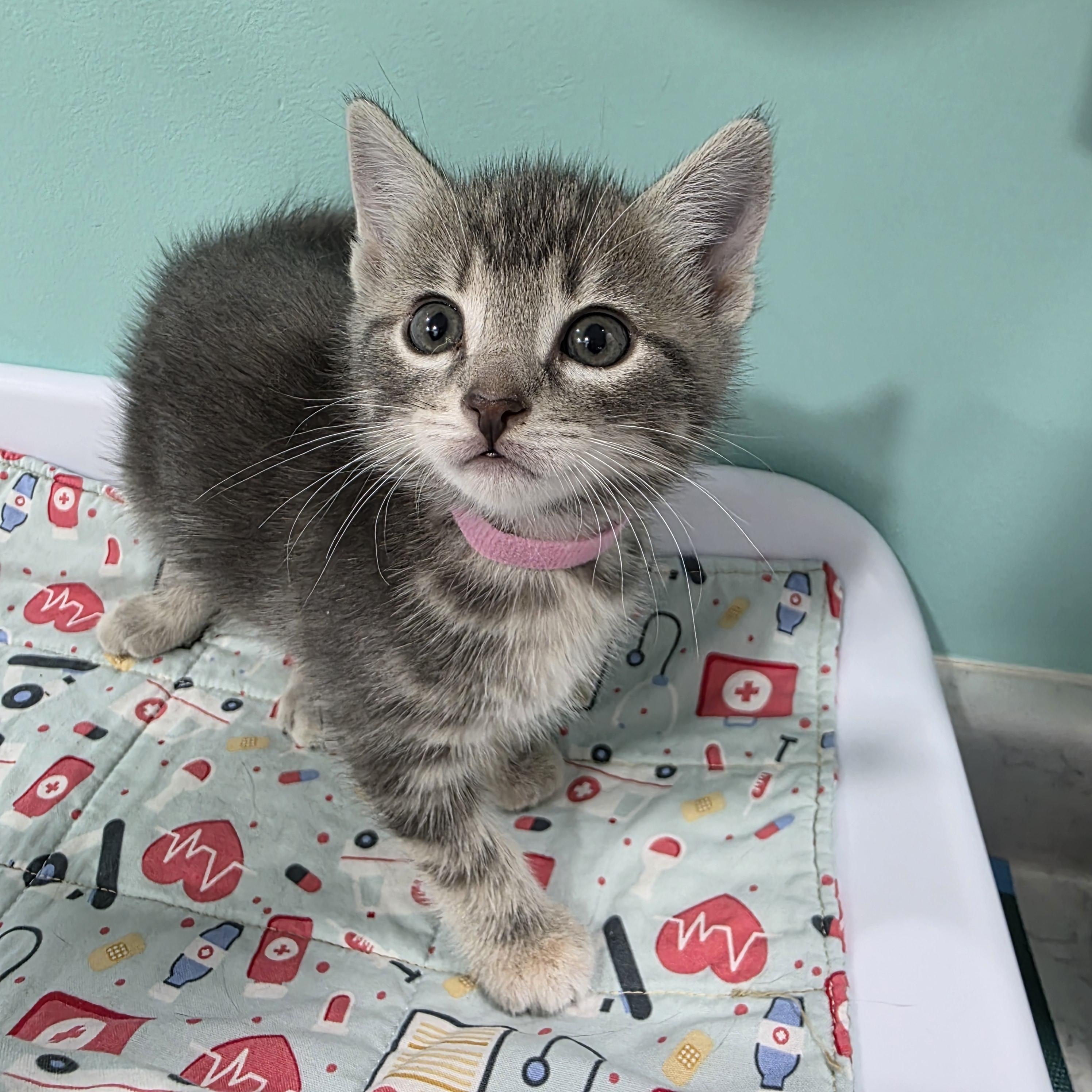 Shale, Adoptable, Kitten Female Domestic Short Hair.