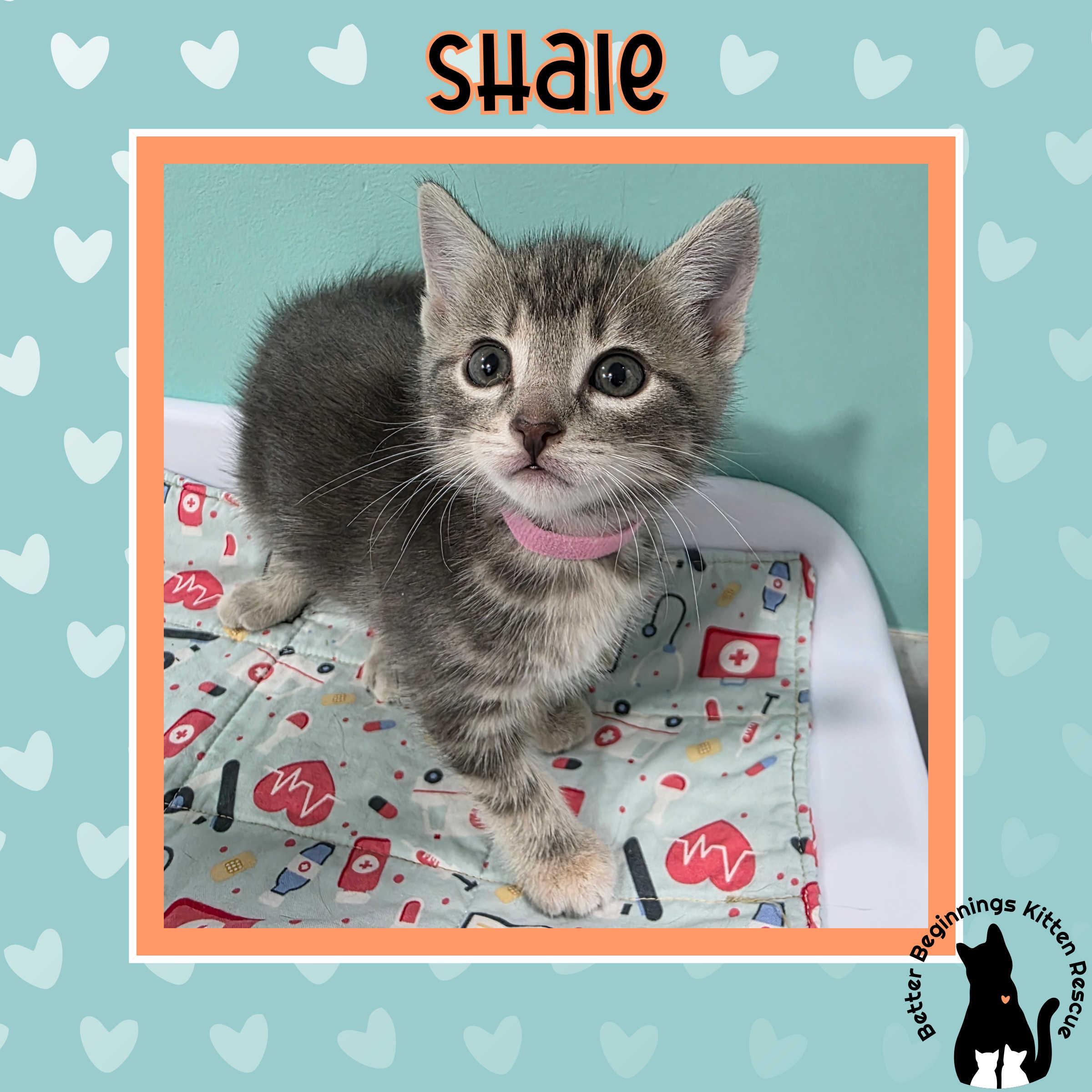 Shale, a Adoptable mixed breed in Kamloops, BC image 5/6