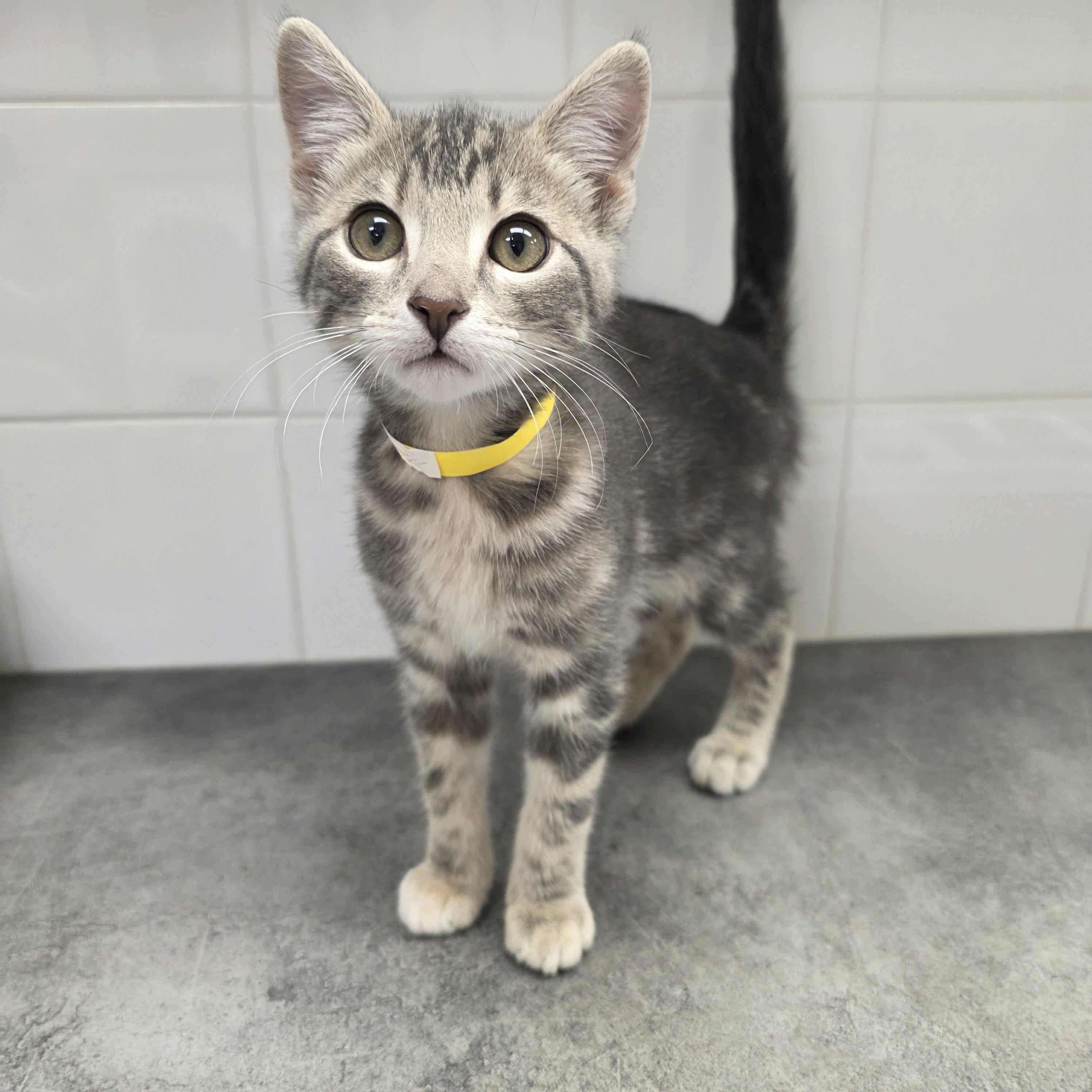 Shale, a Adoptable mixed breed in Kamloops, BC image 6/6
