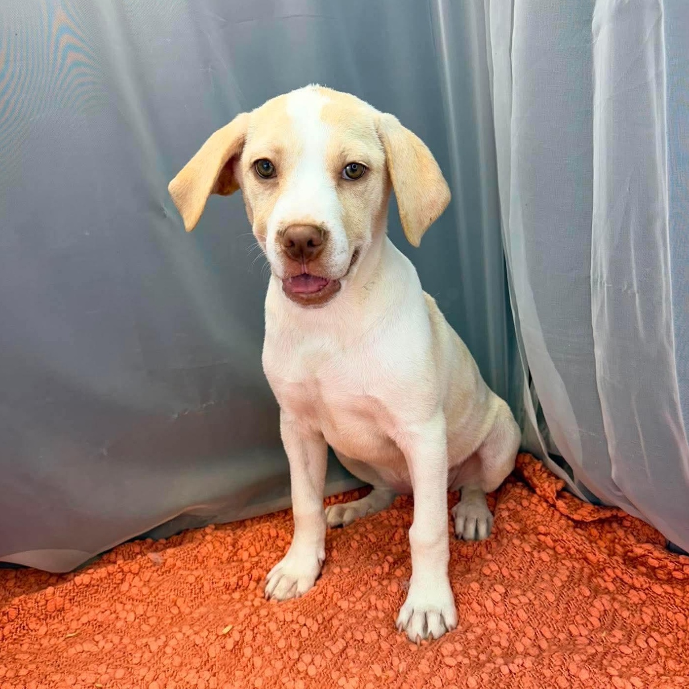 Joann, Adoptable, Puppy Female Labrador Retriever.
