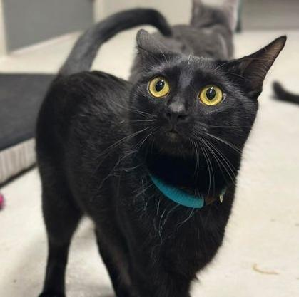 Enlarge Shirley, an adopted Domestic Short Hair in Rochester, MN image 2/2