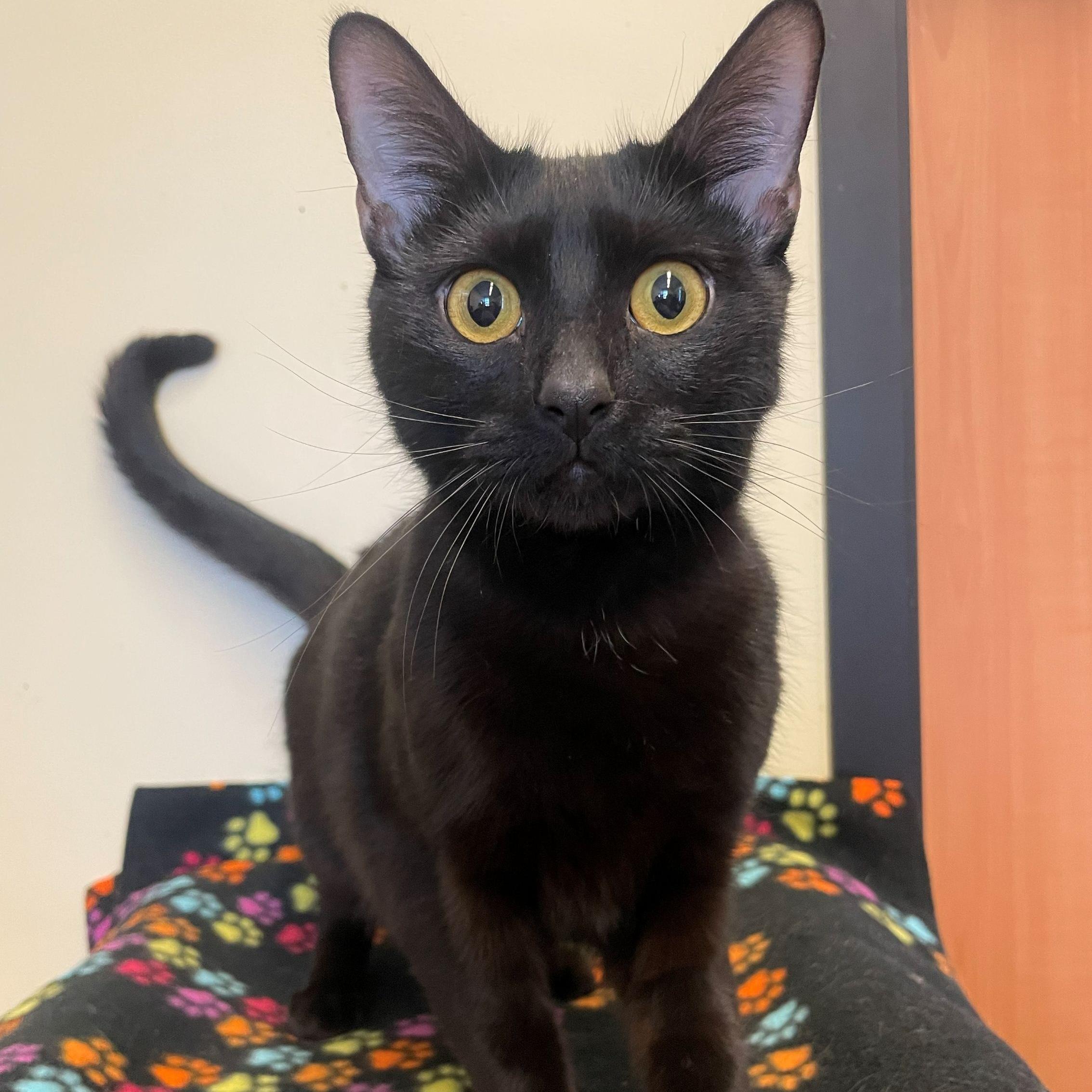 Enlarge Shirley, an adopted Domestic Short Hair in Rochester, MN image 1/2