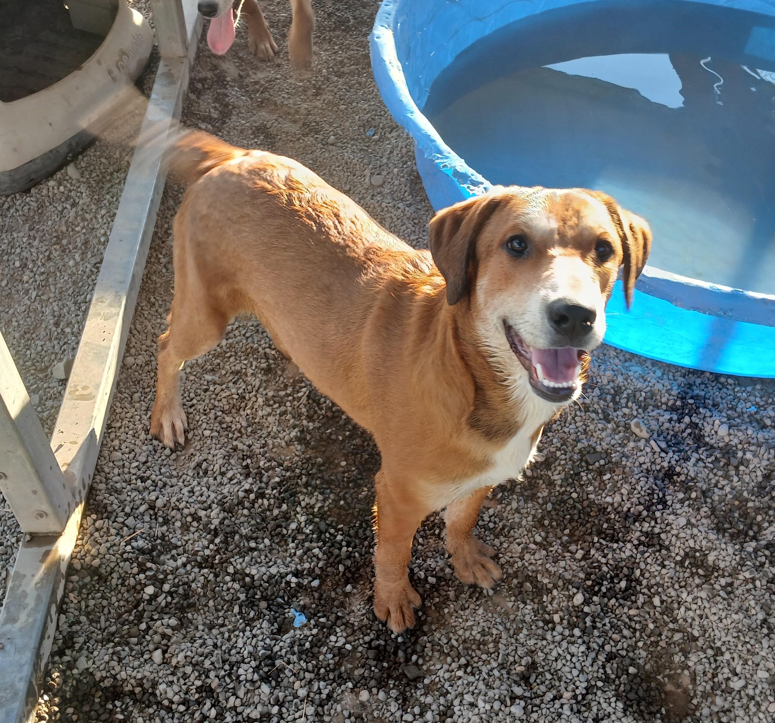 Red, an adoptable Labrador Retriever in Susanville, CA, 96130 | Photo Image 1
