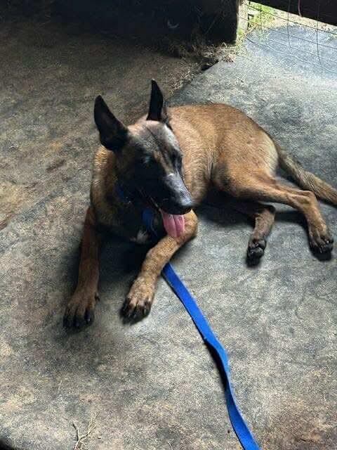 Woody, a Adoptable Belgian Shepherd / Malinois in Houston , TX image 1/6