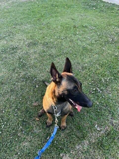 Woody, a Adoptable Belgian Shepherd / Malinois in Houston , TX image 2/6