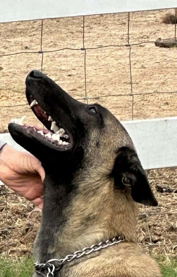 Woody, a Adoptable Belgian Shepherd / Malinois in Houston , TX image 3/6