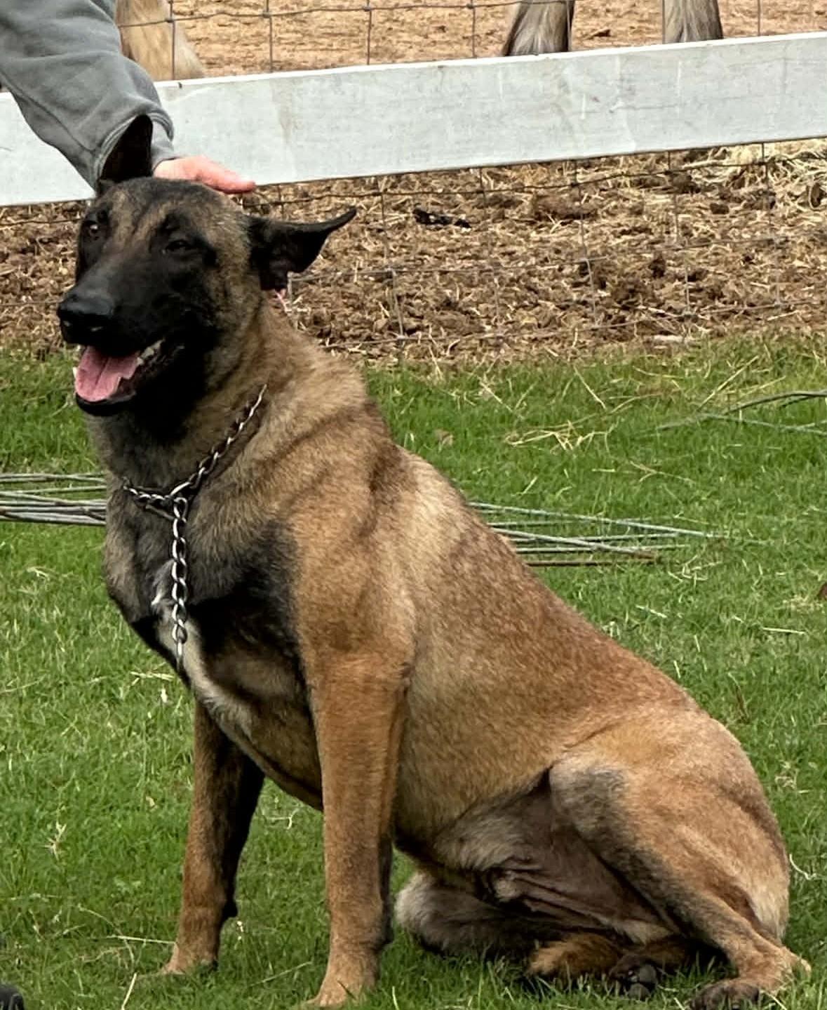 Woody, a Adoptable Belgian Shepherd / Malinois in Houston , TX image 4/6