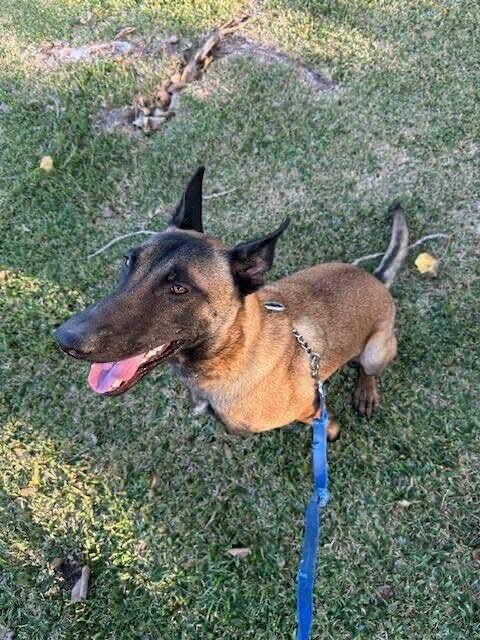 Woody, a Adoptable Belgian Shepherd / Malinois in Houston , TX image 5/6