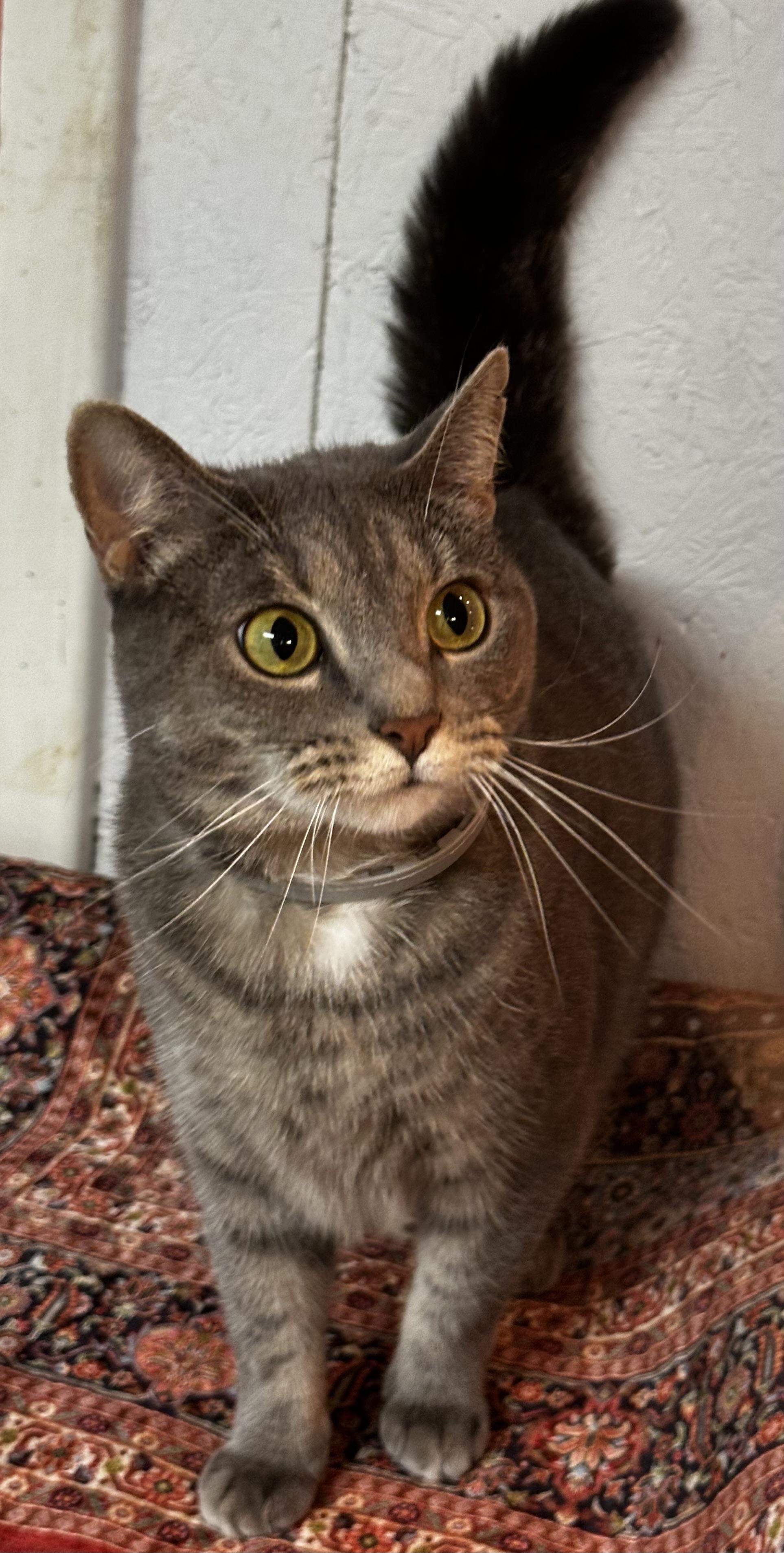 Harpy, adopted, Young Female Domestic Short Hair.