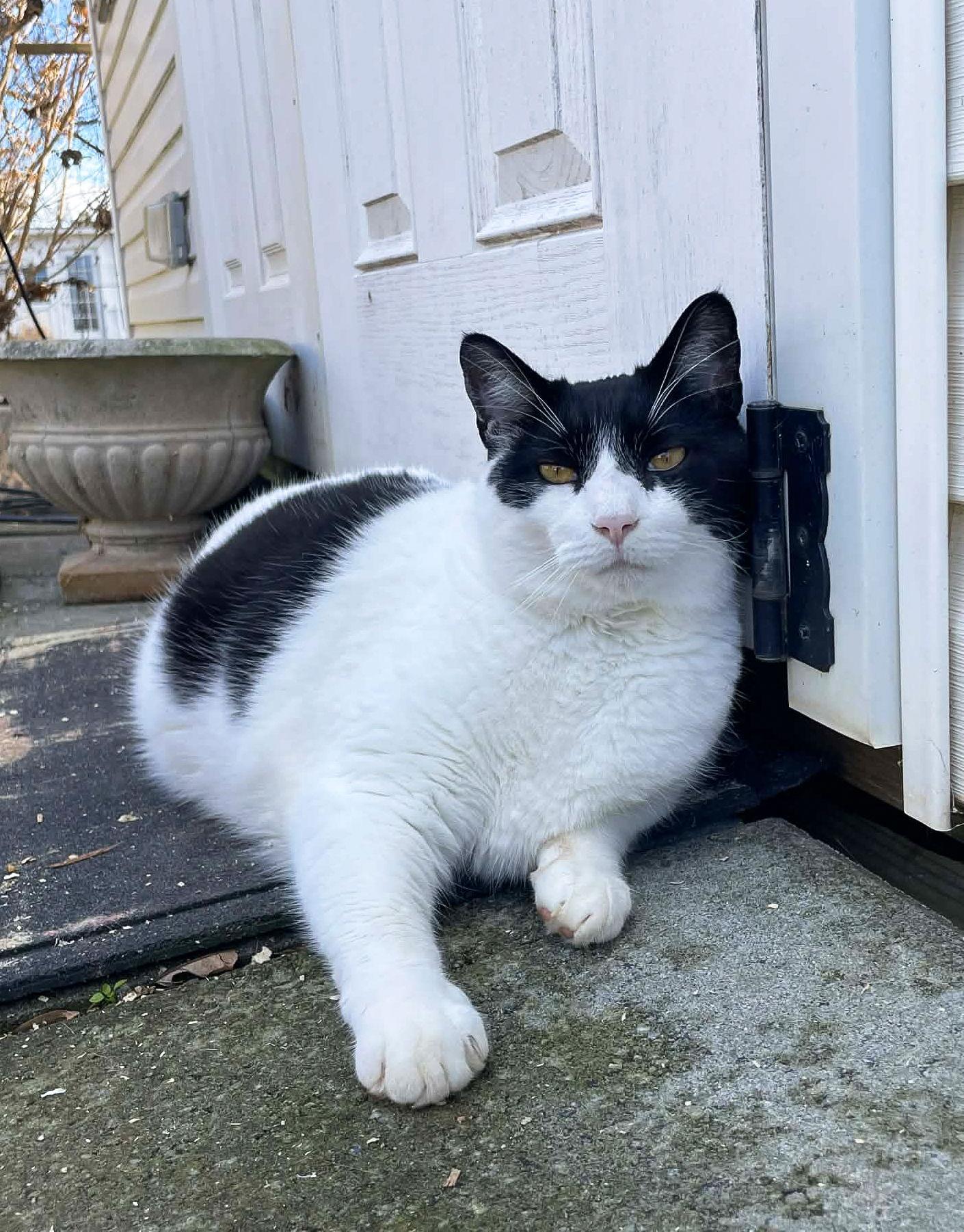 Figaro, a Adoptable Domestic Short Hair in Flint Hill, VA image 1/3