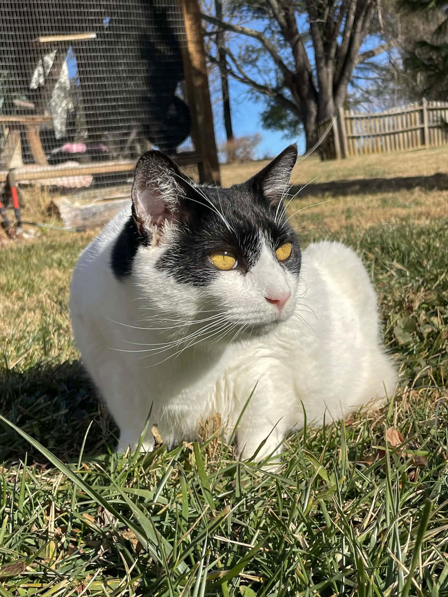Figaro, a Adoptable Domestic Short Hair in Flint Hill, VA image 2/3
