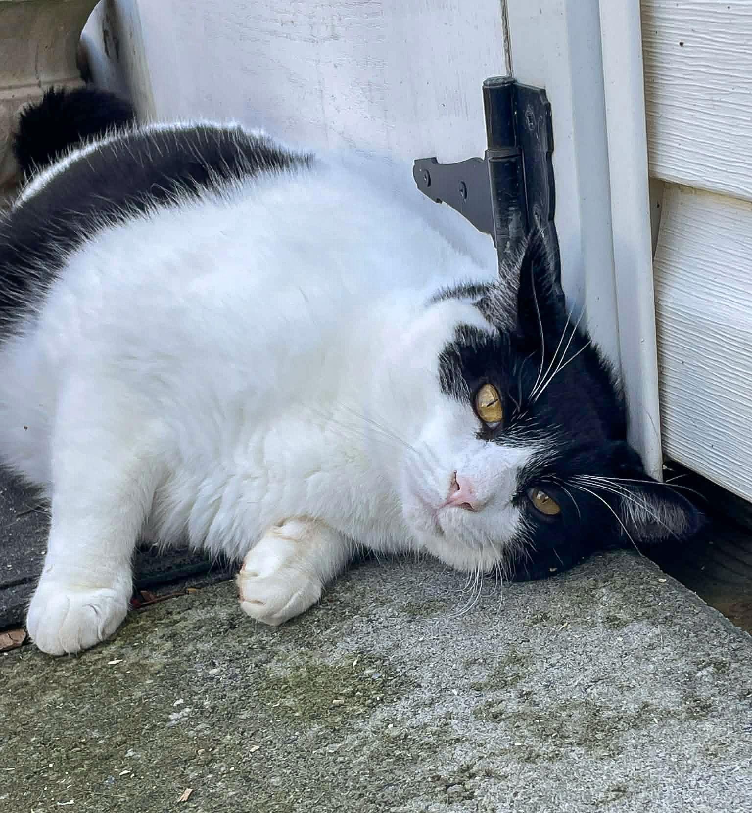 Figaro, a Adoptable Domestic Short Hair in Flint Hill, VA image 3/3