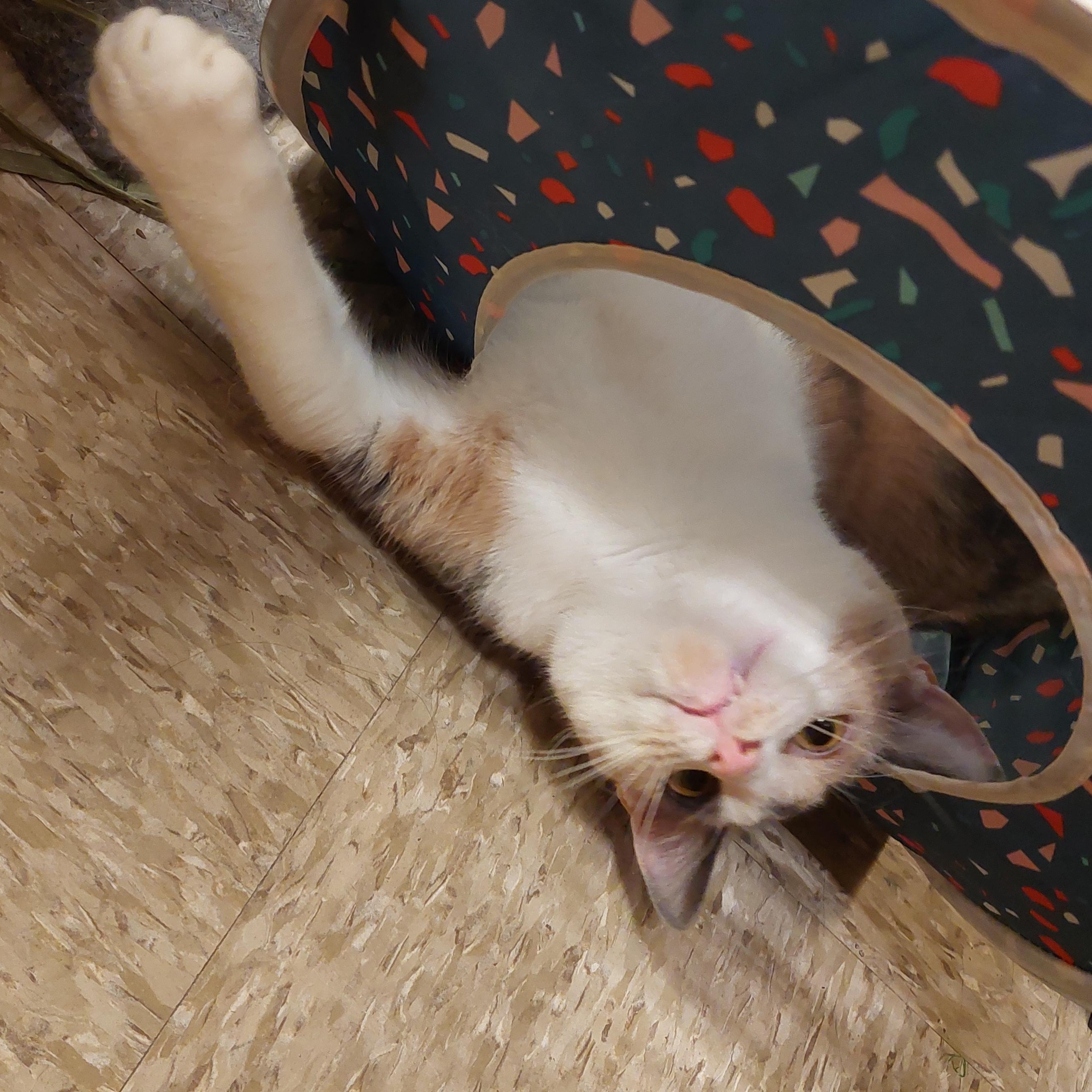 Enlarge Mattie, a ADOPTABLE Domestic Short Hair in Gerrardstown, WV image 4/6