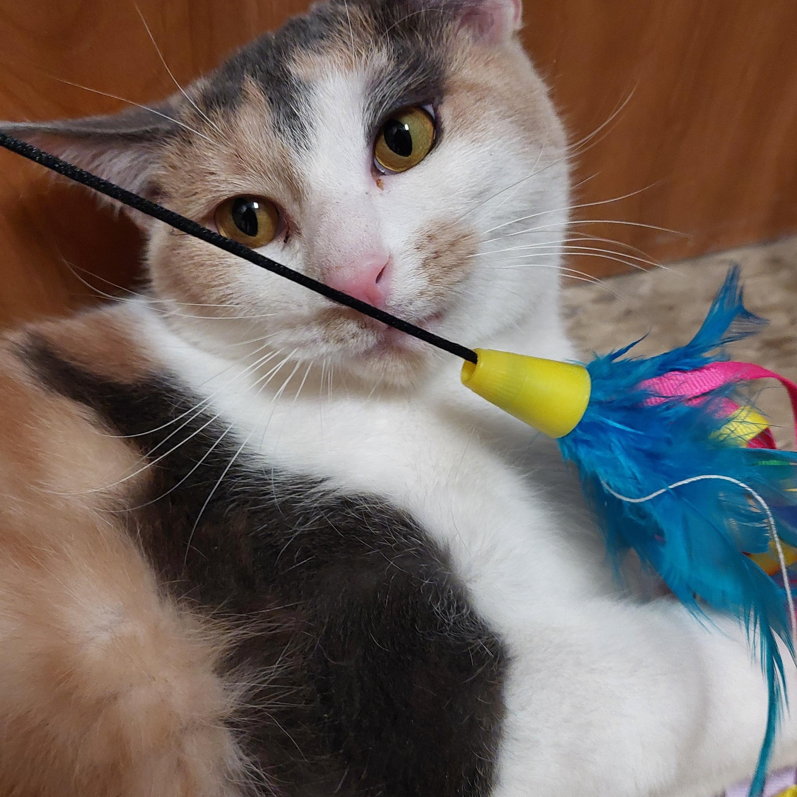 Enlarge Mattie, a ADOPTABLE Domestic Short Hair in Gerrardstown, WV image 2/6