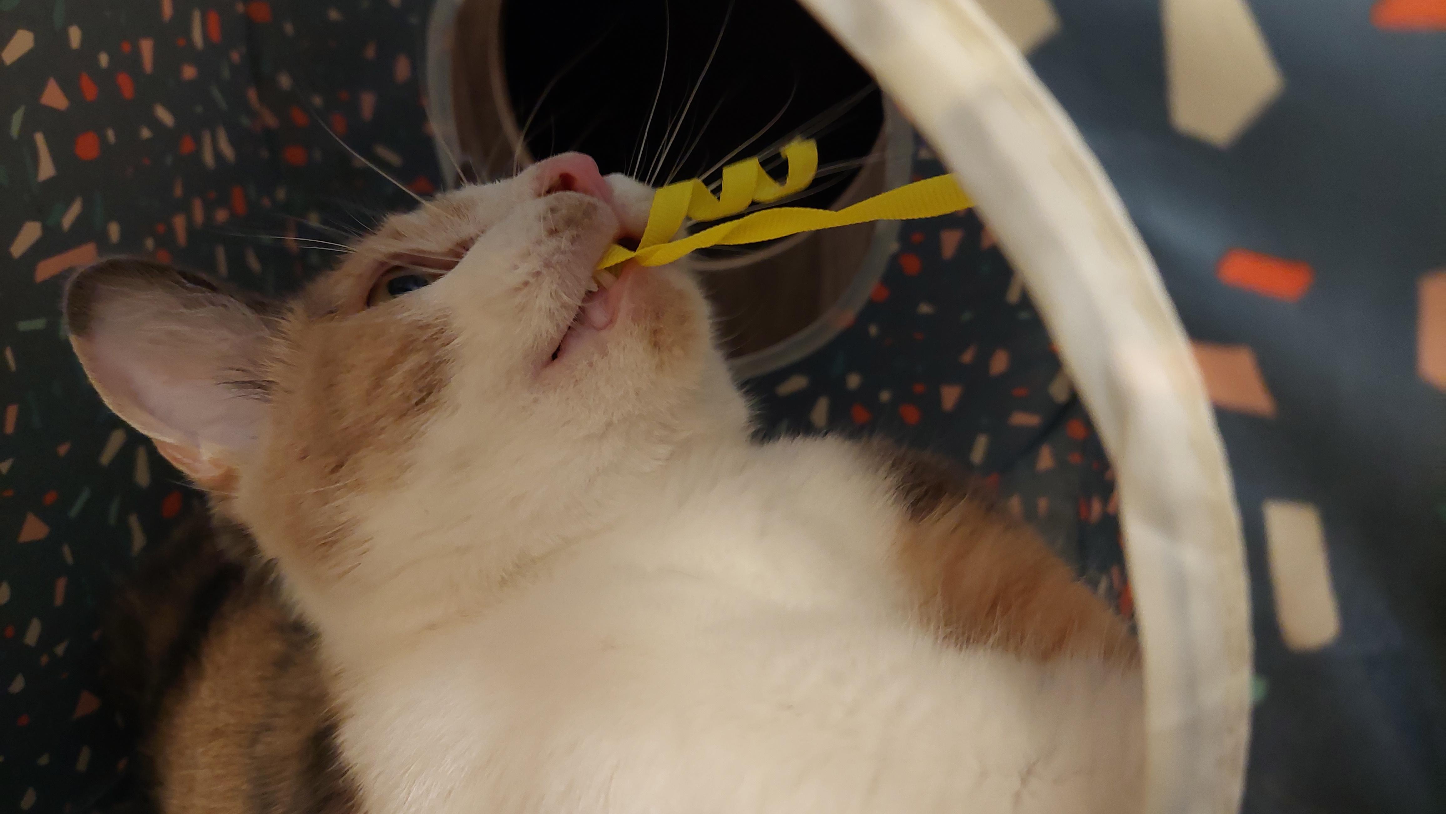 Enlarge Mattie, a ADOPTABLE Domestic Short Hair in Gerrardstown, WV image 3/6