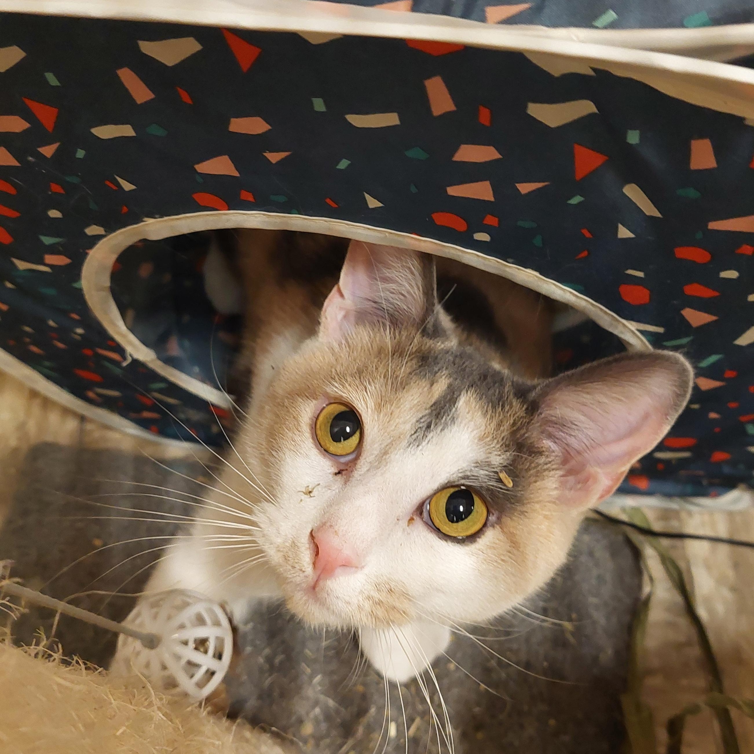 Enlarge Mattie, a ADOPTABLE Domestic Short Hair in Gerrardstown, WV image 1/6