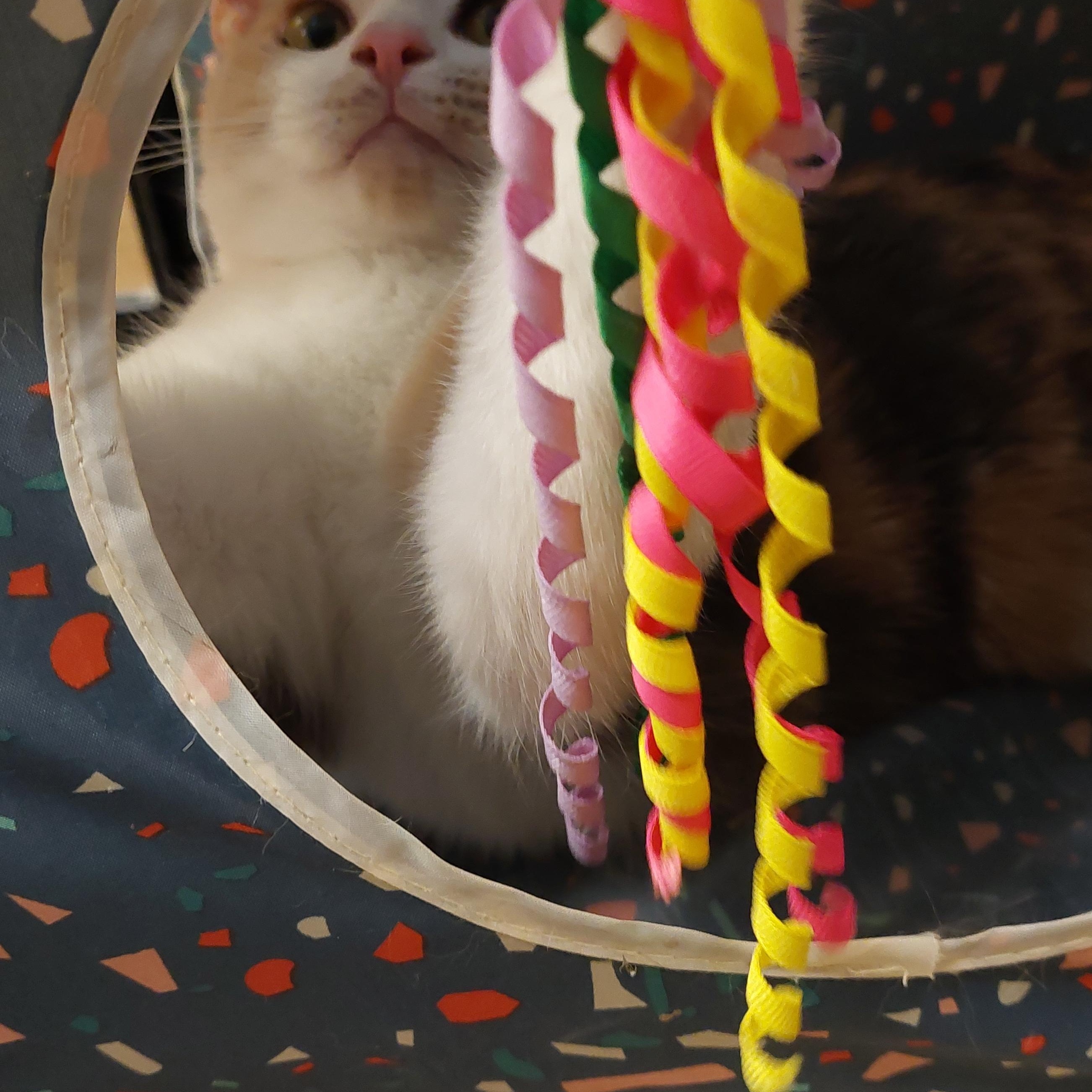 Enlarge Mattie, a ADOPTABLE Domestic Short Hair in Gerrardstown, WV image 5/6