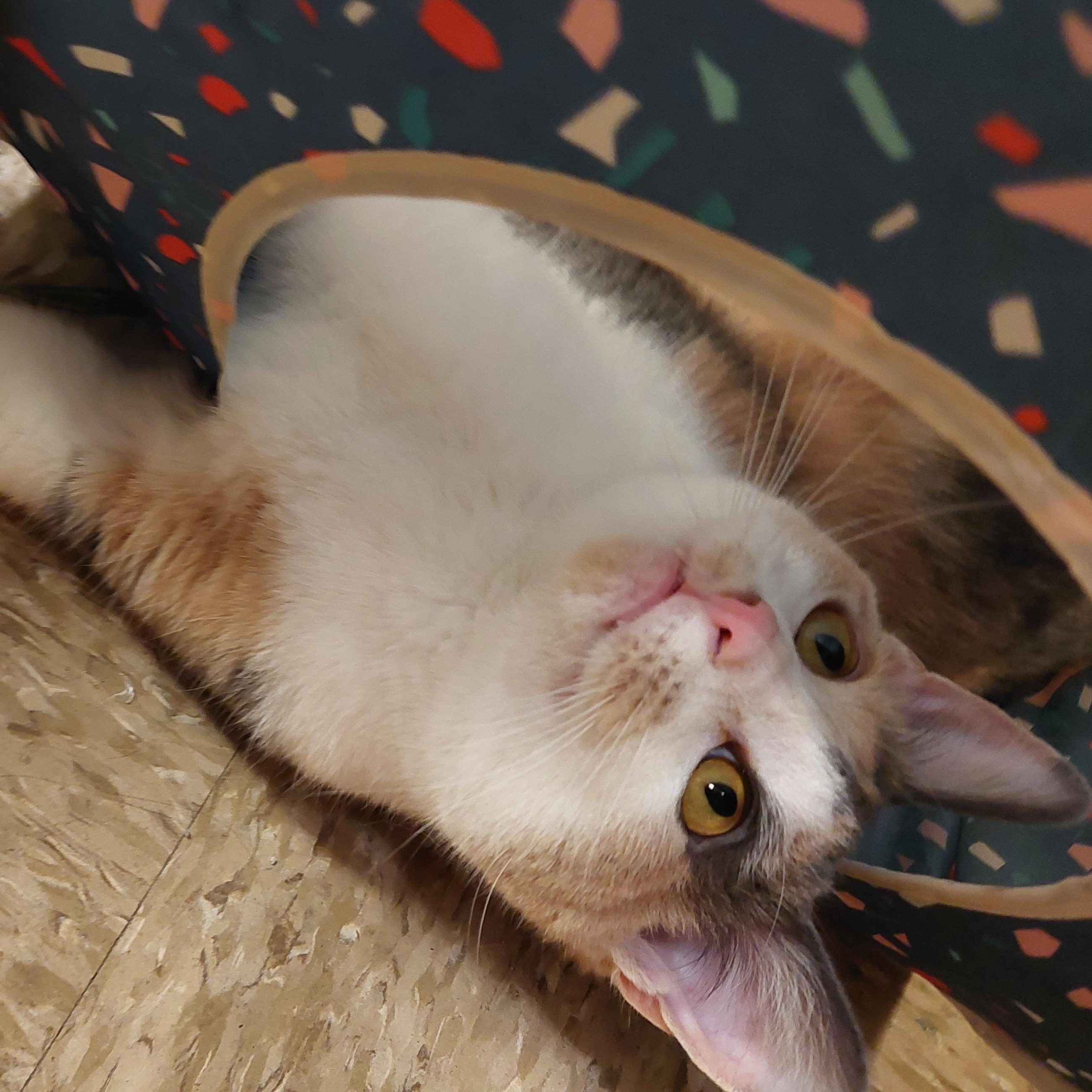 Enlarge Mattie, a ADOPTABLE Domestic Short Hair in Gerrardstown, WV image 6/6