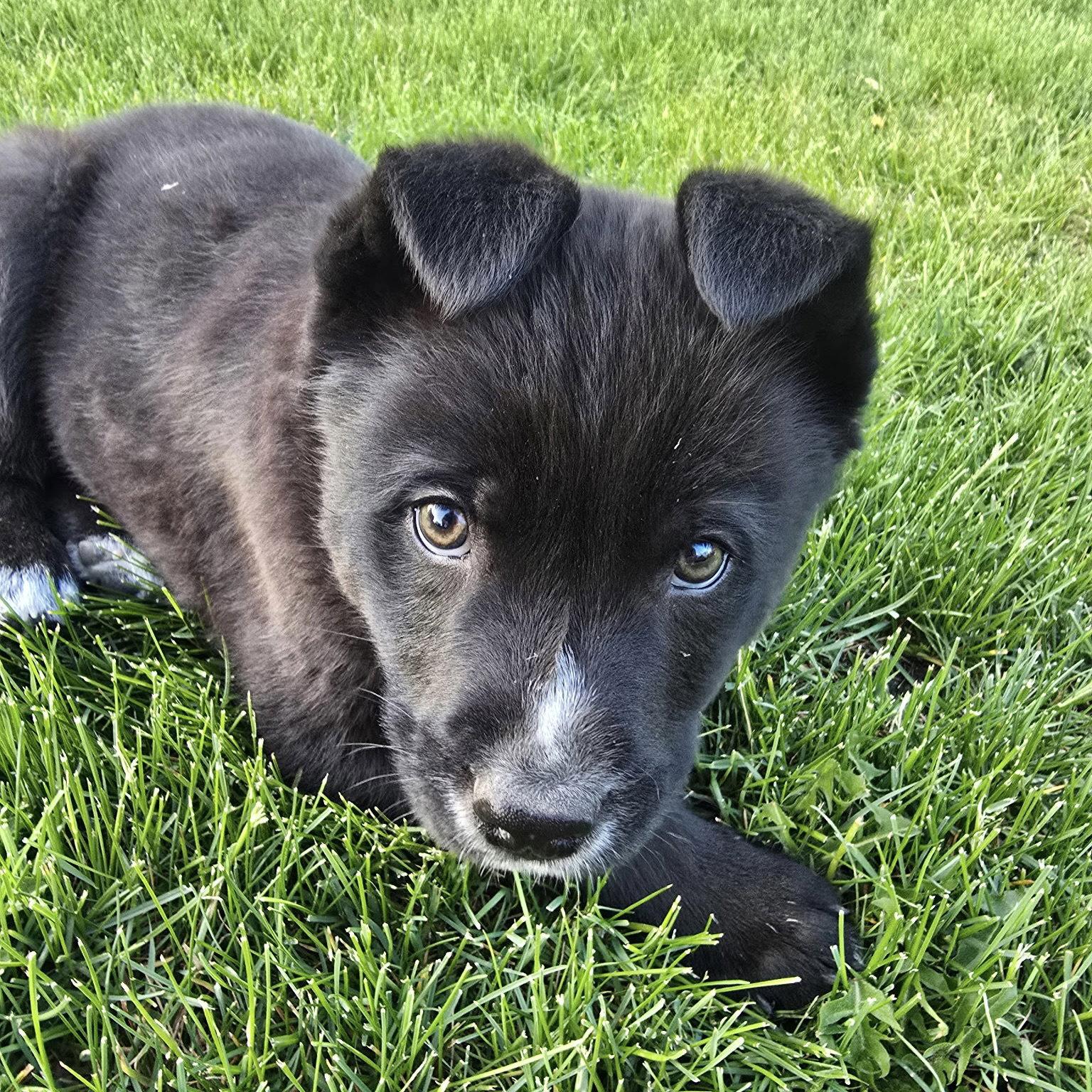 Gravitron, Adoptable, Young Male Cattle Dog.