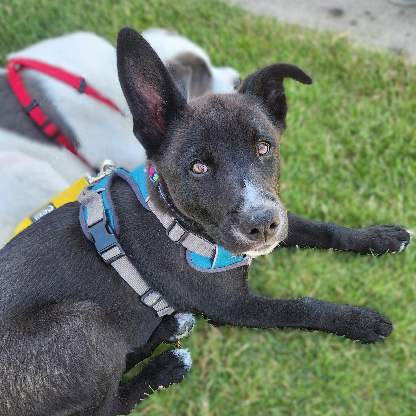 Enlarge Gravitron, a Adoptable Cattle Dog in Fargo, ND image 2/3
