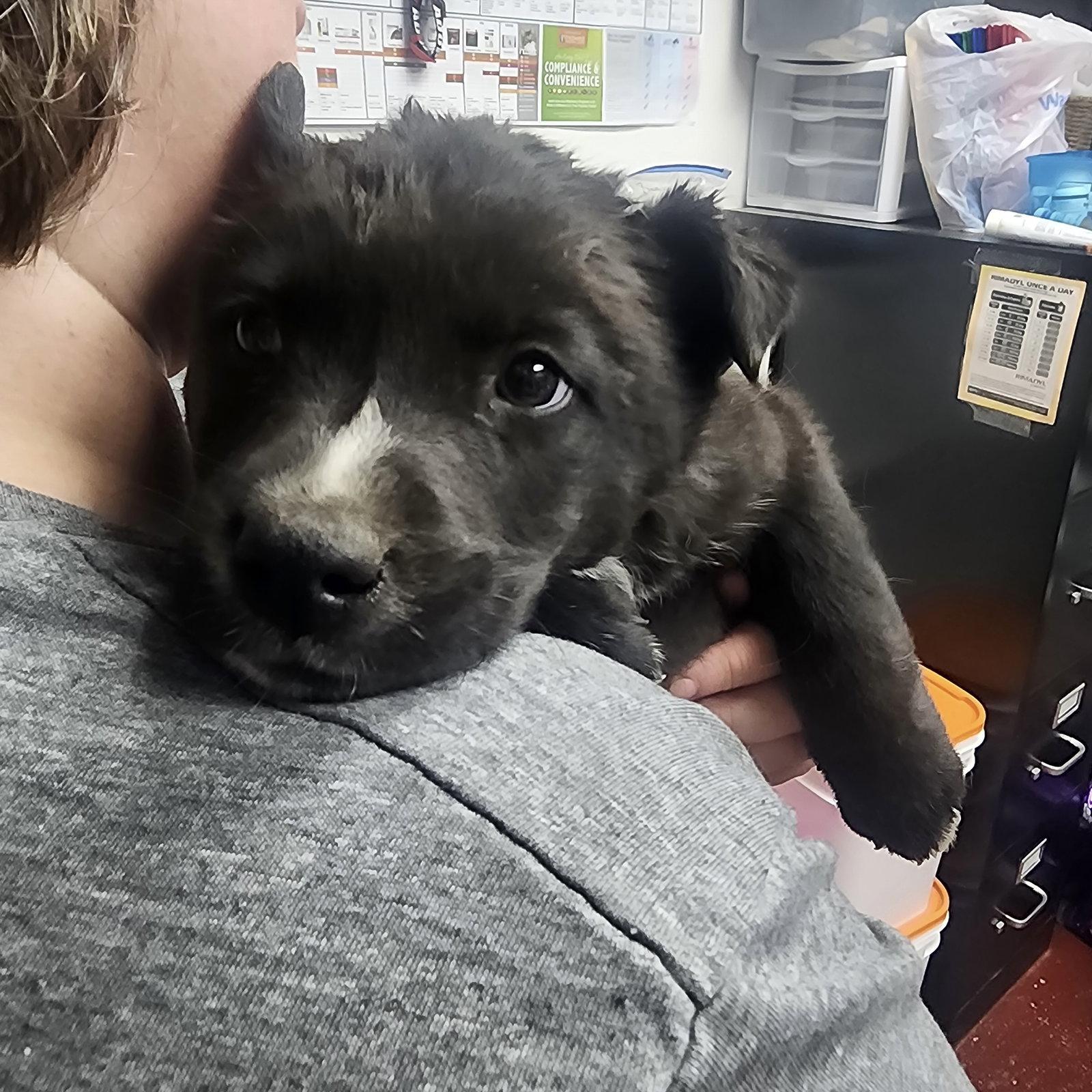 Gravitron, a Adoptable Cattle Dog in Fargo, ND image 2/2