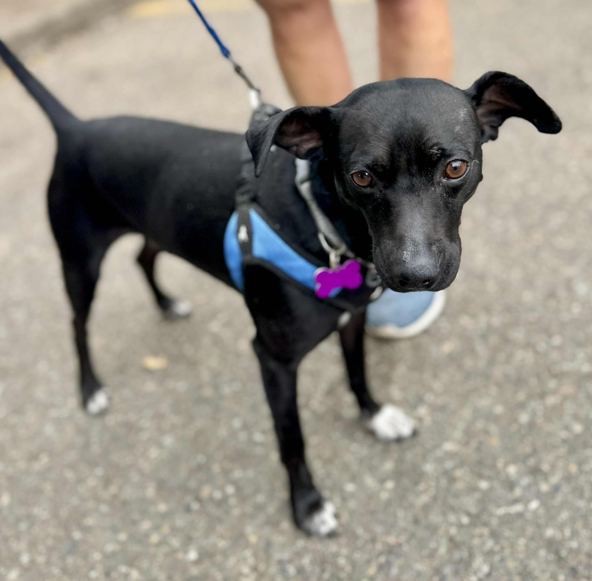 Enlarge Jimbo, a Adoptable mixed breed in Covington, WA image 4/5