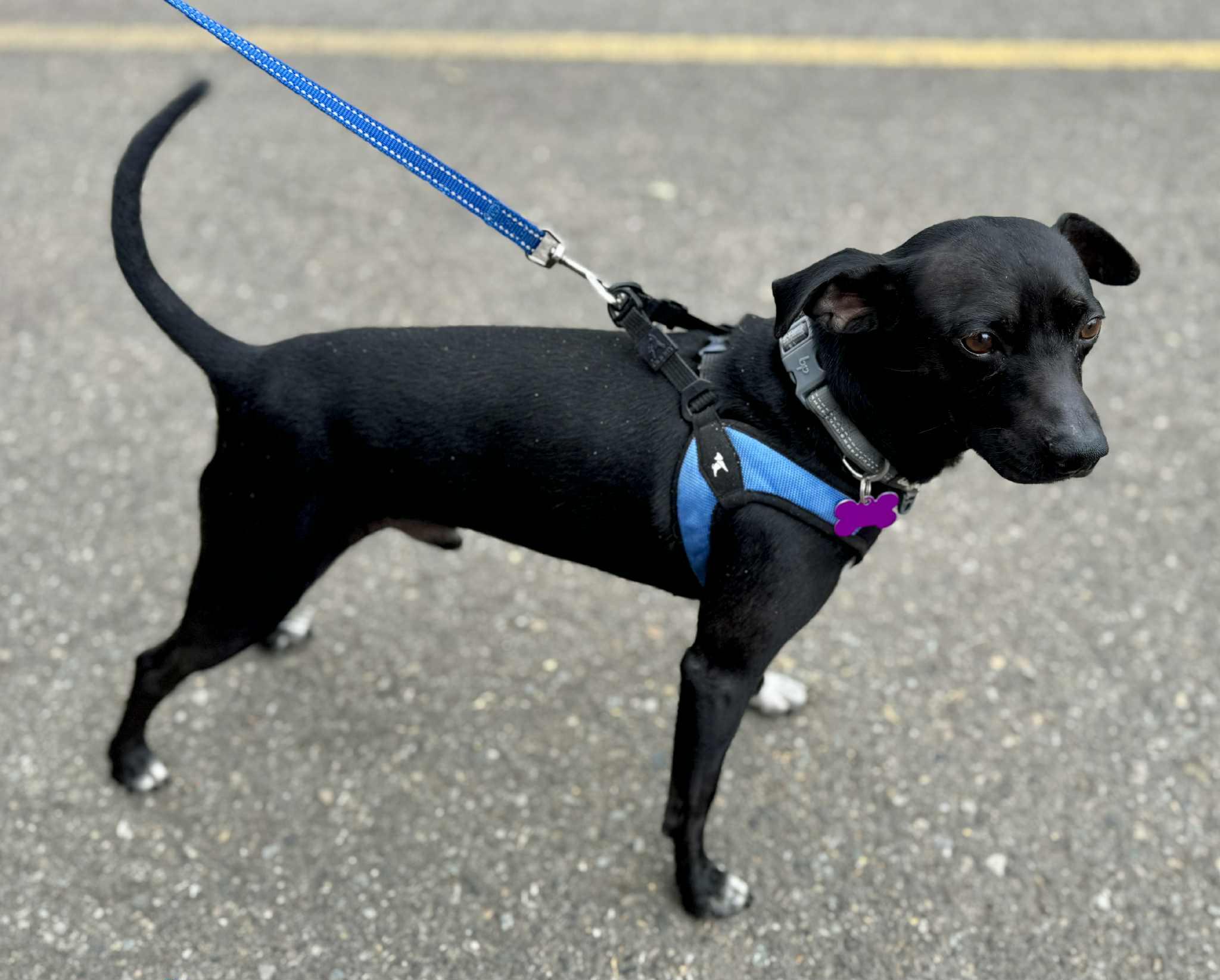Enlarge Jimbo, a Adoptable mixed breed in Covington, WA image 3/5