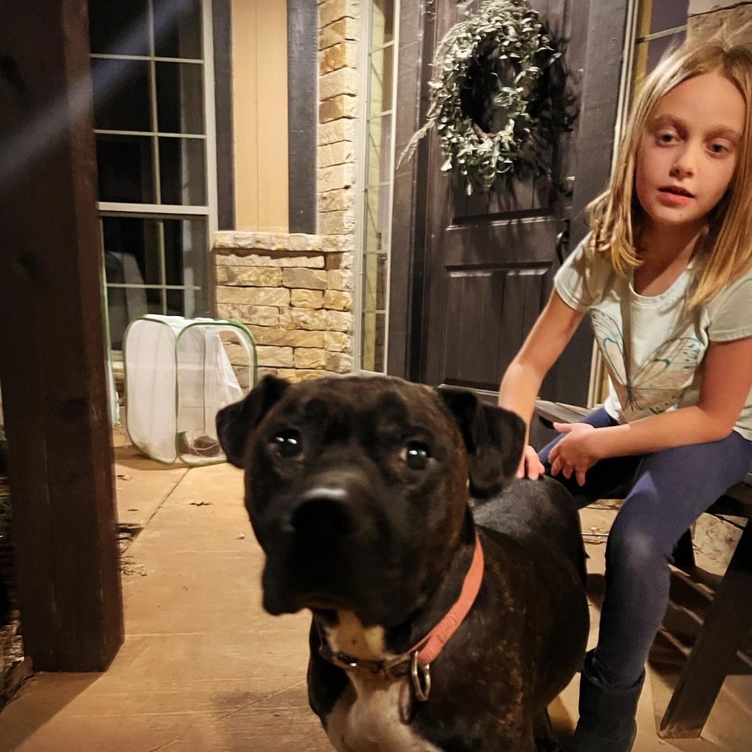 Lucy, Adoptable, Young Female Pit Bull Terrier.