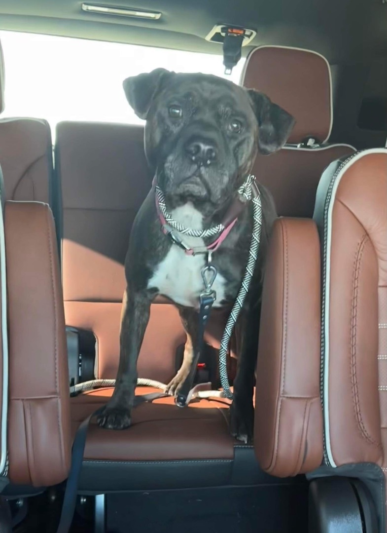 Lucy, Adoptable, Young Female Pit Bull Terrier.