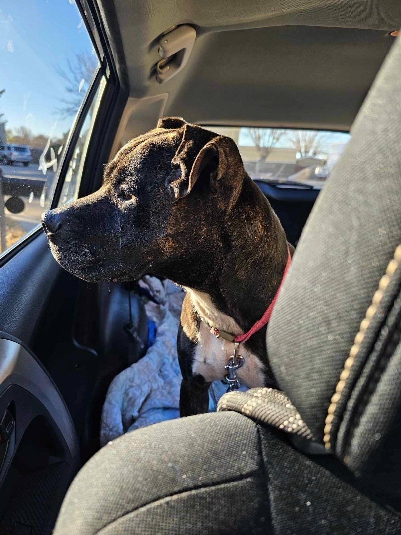 Lucy, a Adoptable mixed breed in San Ysidro, CA image 3/6