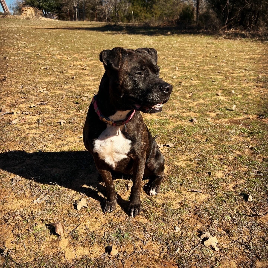 Lucy, a Adoptable mixed breed in San Ysidro, CA image 4/6