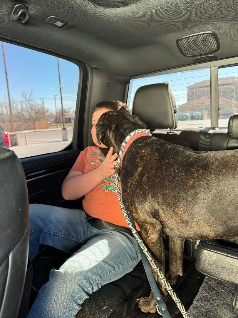 Lucy, a Adoptable mixed breed in San Ysidro, CA image 5/6