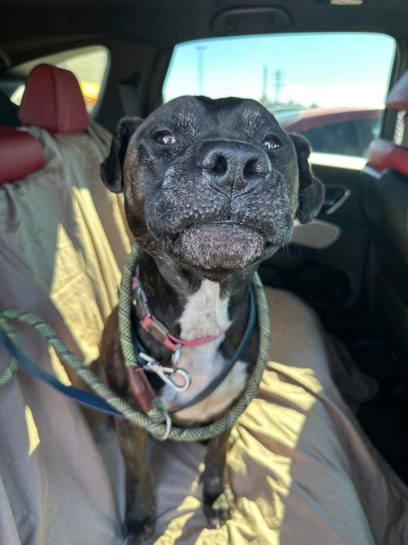 Lucy, a Adoptable mixed breed in San Ysidro, CA image 6/6