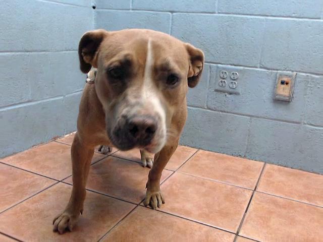 Enlarge PELINE, a Adoptable Pit Bull Terrier in Downey, CA image 1/1