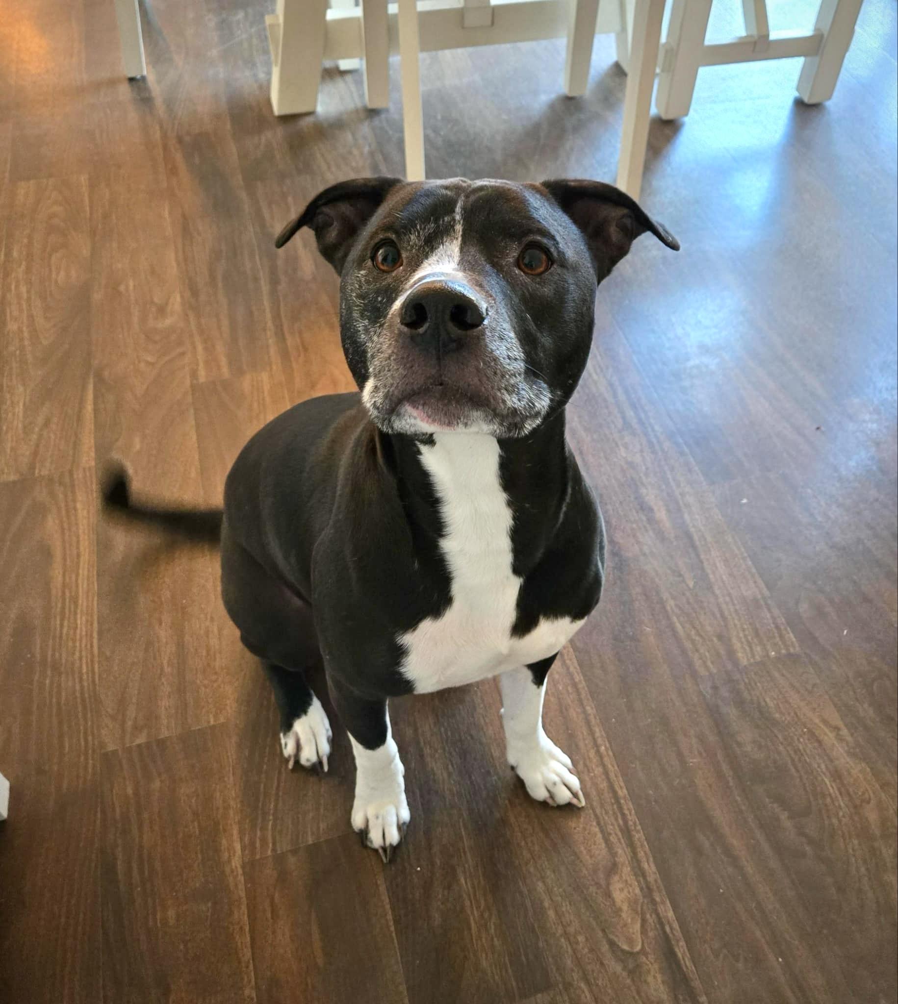 Enlarge Juice (4 Years Old) ~ Courtesy Post, a Adoptable Pit Bull Terrier in Albany, NY image 1/2