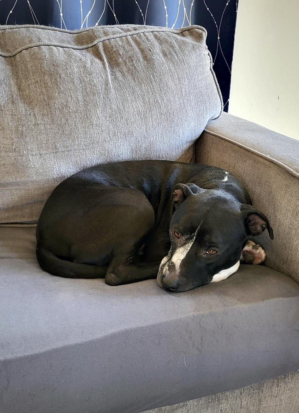 Enlarge Juice (4 Years Old) ~ Courtesy Post, a Adoptable Pit Bull Terrier in Albany, NY image 2/2