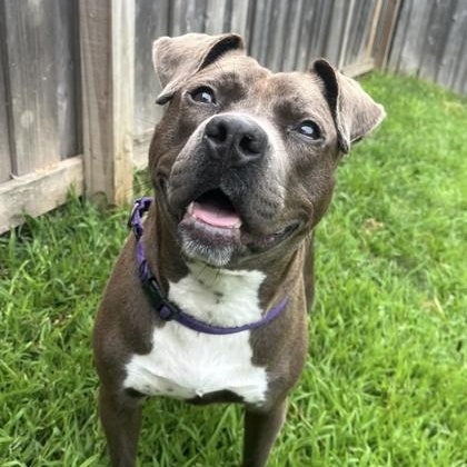 Enlarge Kizzy, a Adoptable mixed breed image 2/2