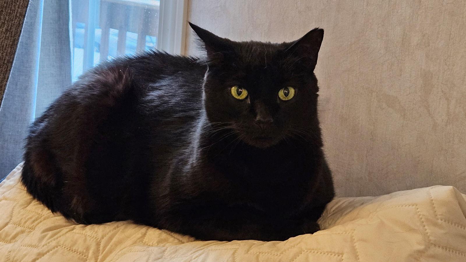 Enlarge Rilis, a Adoptable Domestic Short Hair in East Derry, NH image 1/3