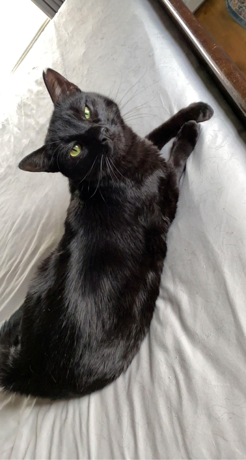 Enlarge Rilis, a Adoptable Domestic Short Hair in East Derry, NH image 1/3