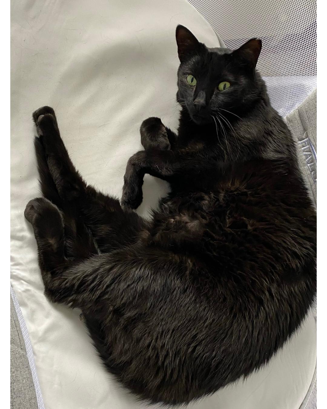 Enlarge Rilis, a Adoptable Domestic Short Hair in East Derry, NH image 2/3