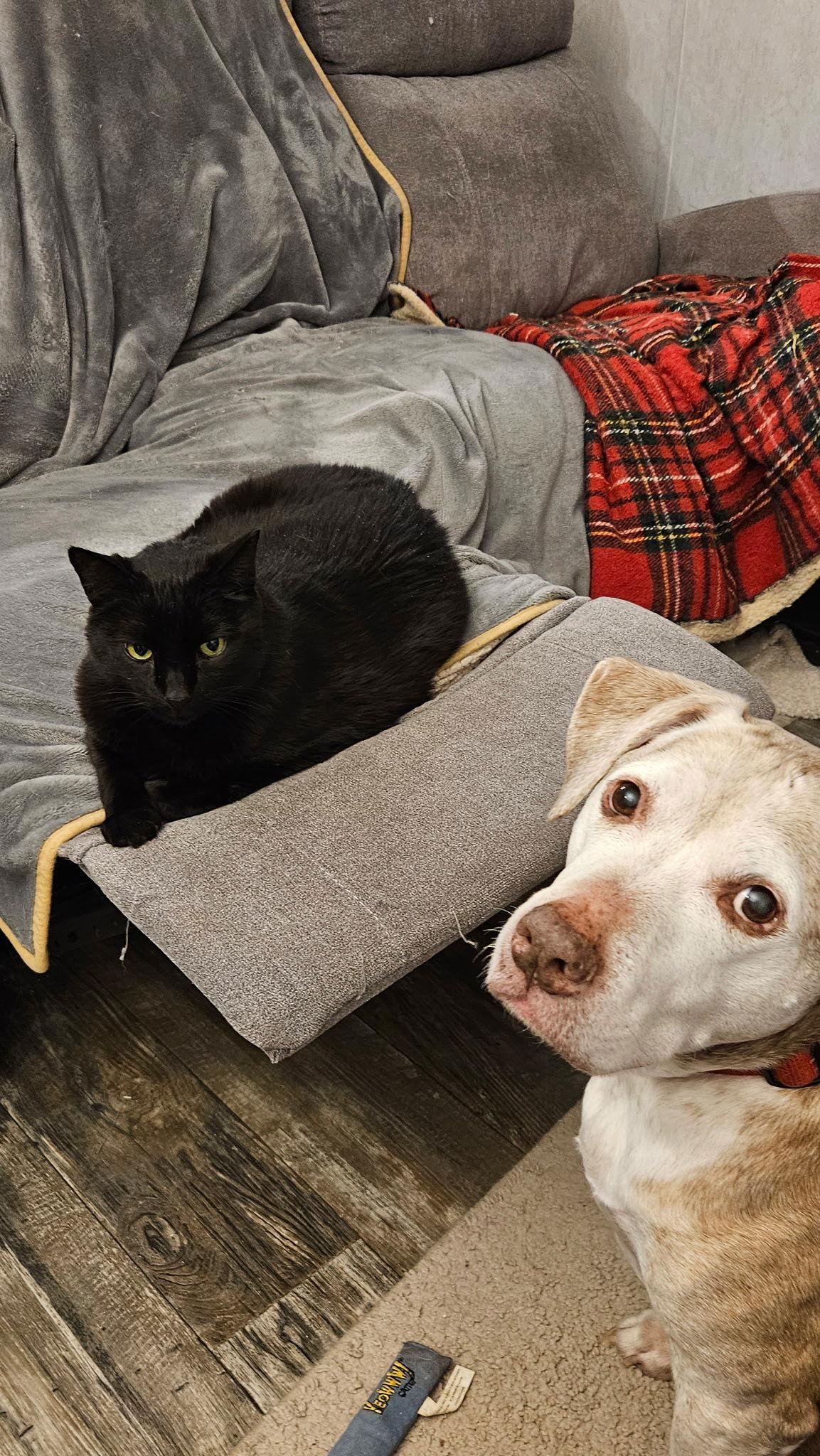 Enlarge Rilis, a Adoptable Domestic Short Hair in East Derry, NH image 3/3