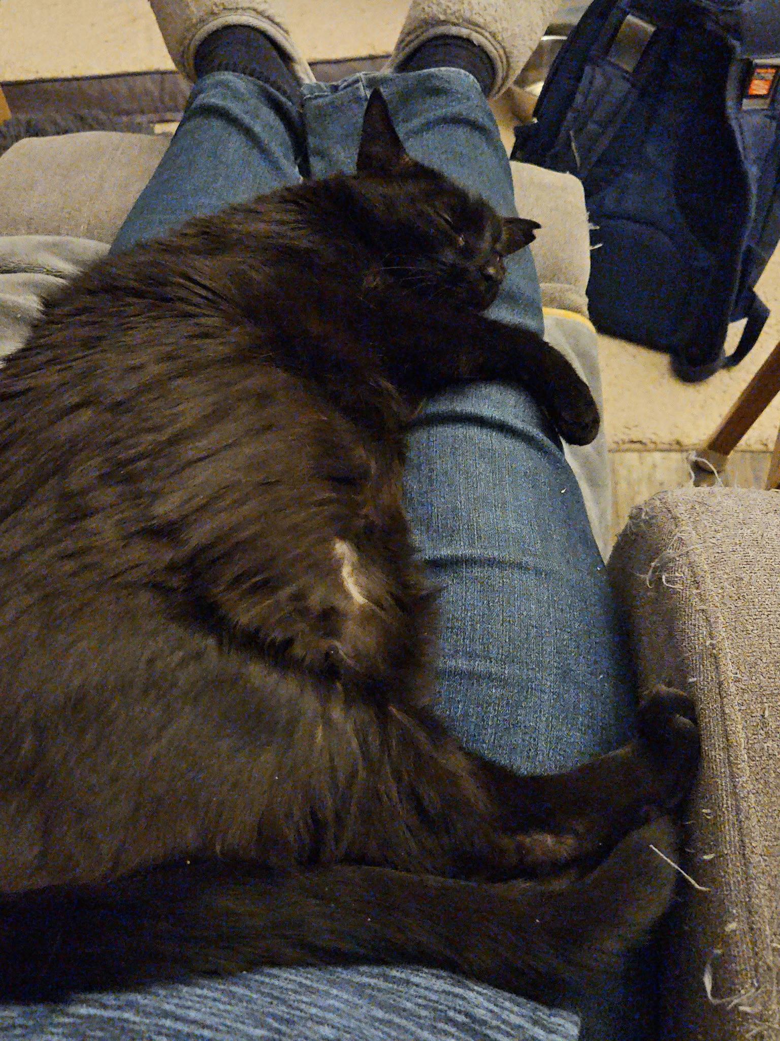Rilis, a Adoptable Domestic Short Hair in East Derry, NH image 3/3