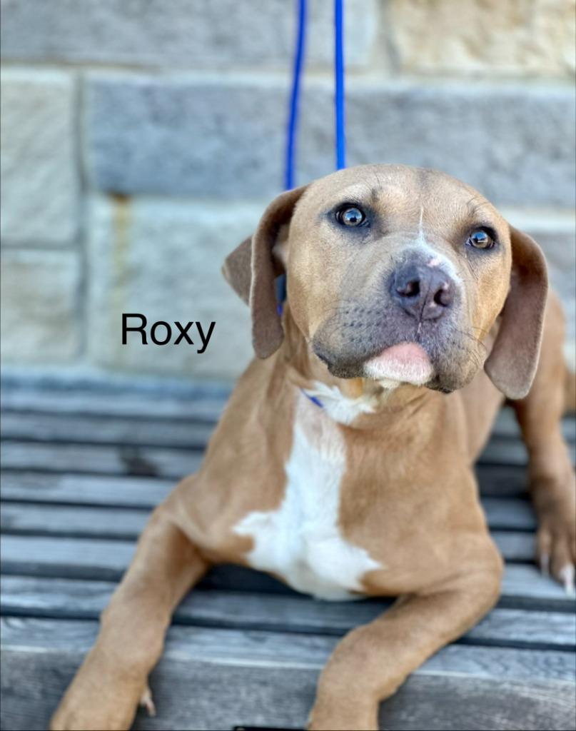 Enlarge Roxy, a Adoptable Pit Bull Terrier in Huntsville, TX image 1/1