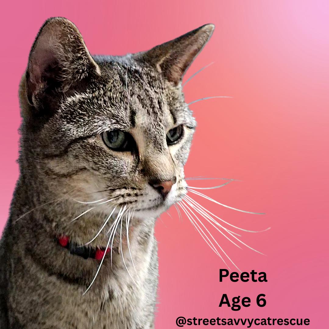 Enlarge Peeta – Age 6- A Survivor with a Soft Side, a Adoptable mixed breed in Temple Terrace, FL image 1/6