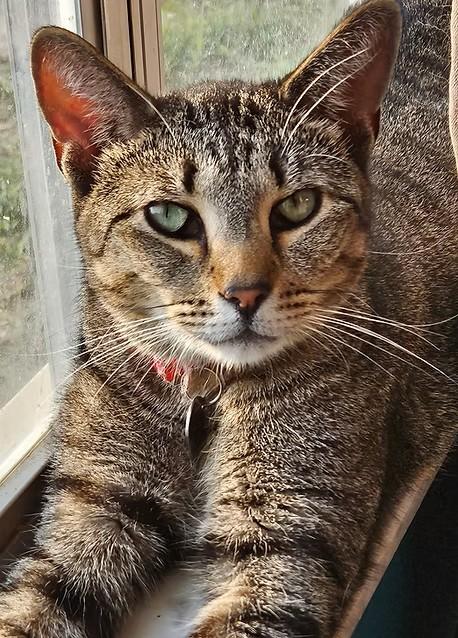 Enlarge Peeta – Age 6- A Survivor with a Soft Side, a Adoptable mixed breed in Temple Terrace, FL image 2/6