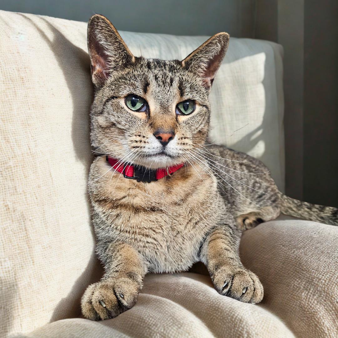 Enlarge Peeta – Age 6- A Survivor with a Soft Side, a Adoptable mixed breed in Temple Terrace, FL image 3/6