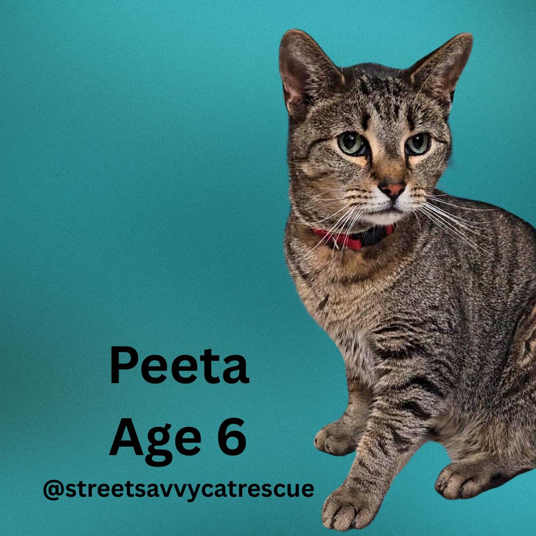 Enlarge Peeta – Age 6- A Survivor with a Soft Side, a Adoptable mixed breed in Temple Terrace, FL image 4/6