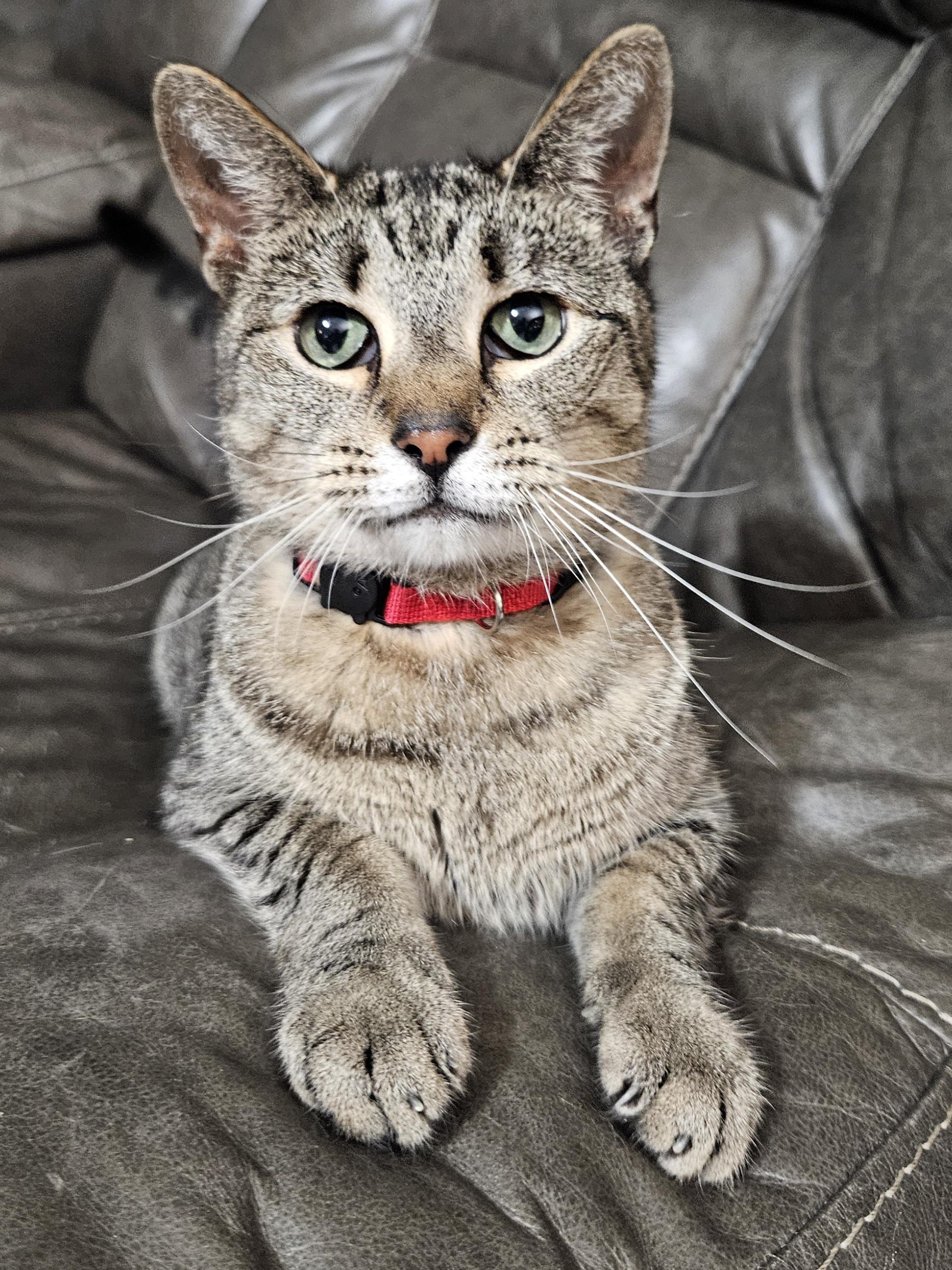 Enlarge Peeta – Age 6- A Survivor with a Soft Side, a Adoptable mixed breed in Temple Terrace, FL image 5/6