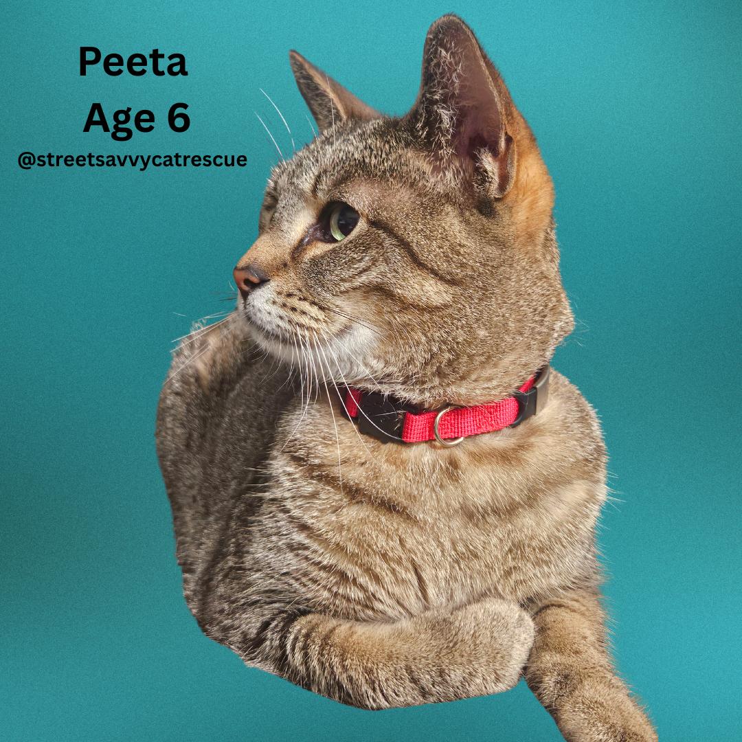 Enlarge Peeta – Age 6- A Survivor with a Soft Side, a Adoptable mixed breed in Temple Terrace, FL image 6/6