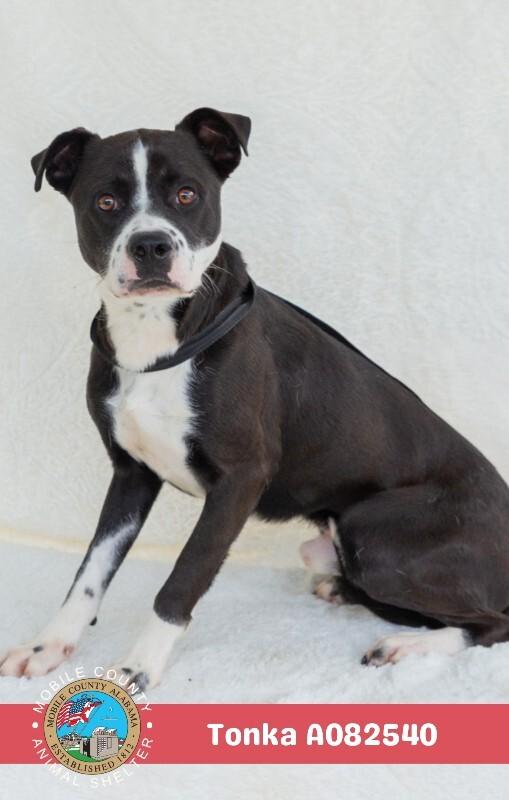 Enlarge Tonka, a Adoptable Pointer in Mobile, AL image 1/1
